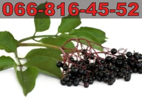 Покупаем бузину (в бочках и ящиках) по высоким ценам - фото № 1