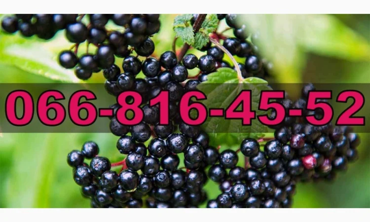 Закупаем бузину на ящик и бочку от населения и оптовиков - фото № 1