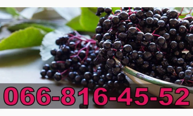 Закупка бузины в любом объеме! Высокая цена - фото № 1