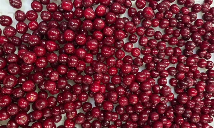 Продам вишню - фото № 2