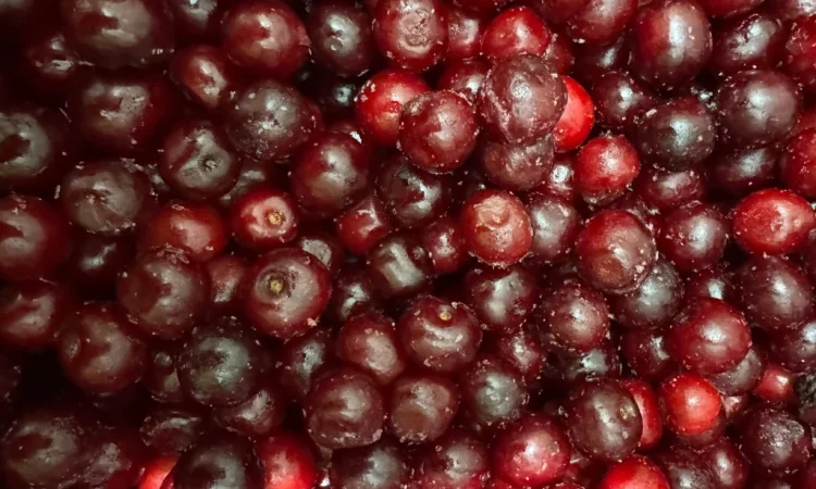 Продам вишню - фото № 3