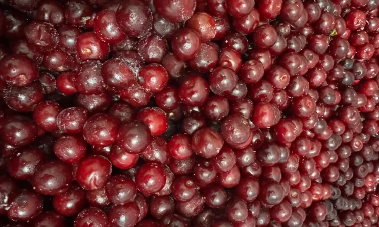 Продам вишню - фото № 4