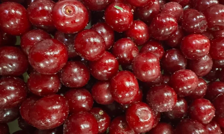 Продам вишню - фото № 5