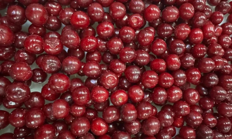 Продам вишню - фото № 6