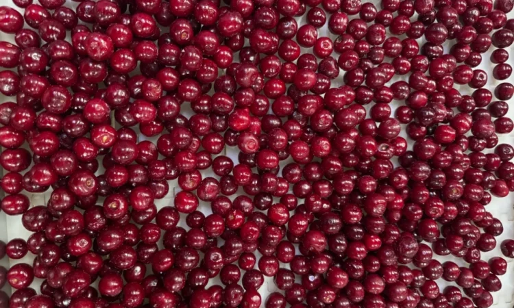 Продам вишню - фото № 7