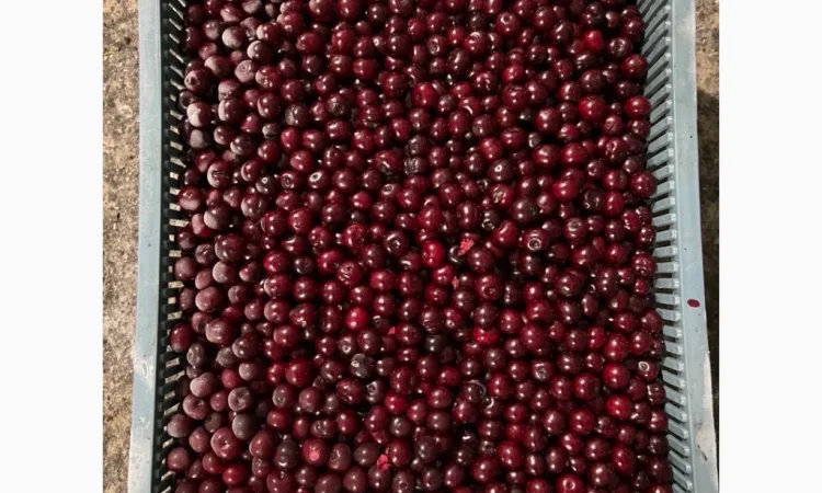 Продам вишню шокової заморозки - фото № 1