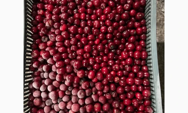 Продам вишню шокової заморозки - фото № 2