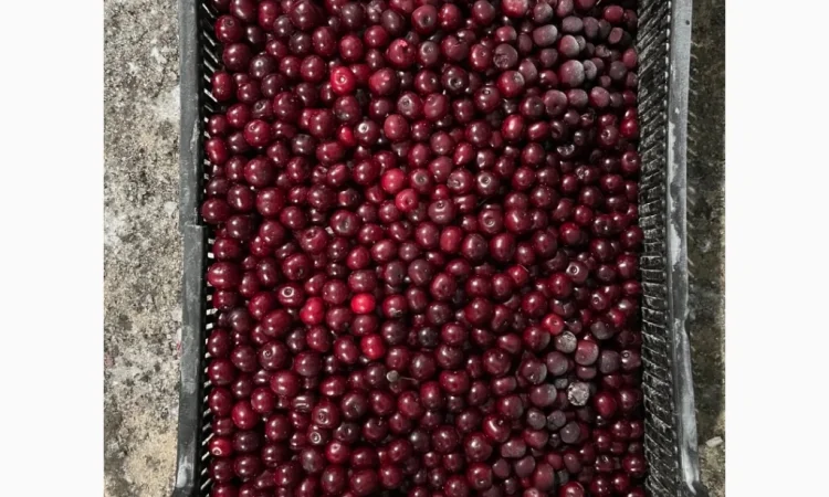 Продам вишню шокової заморозки - фото № 3