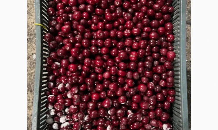 Продам вишню шокової заморозки - фото № 4