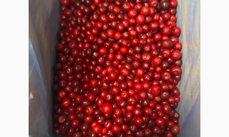 Куплю вишню заморожену та інші ягоди від 200 тон - фото № 1