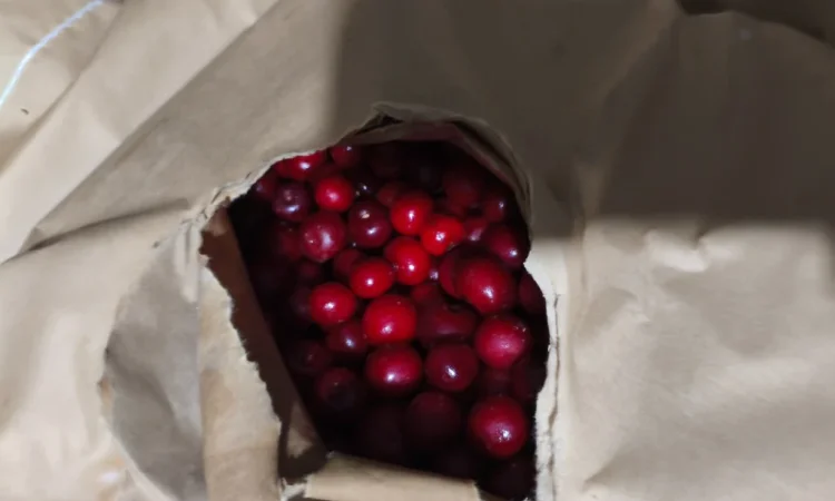 Продам вишню з кісточкою шокової заморозки 2025 р.в - фото № 2