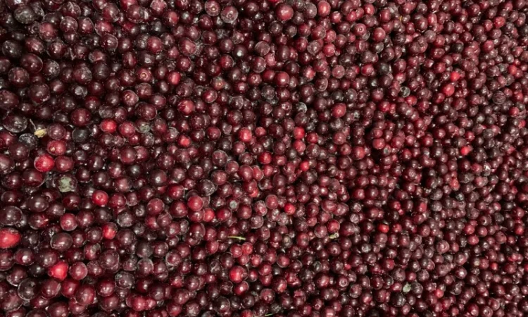 Продам вишню заморожену з косточкою - фото № 1