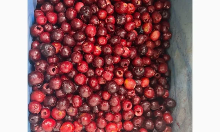 Продам вишню б/к. Свіжоморожена - фото № 1