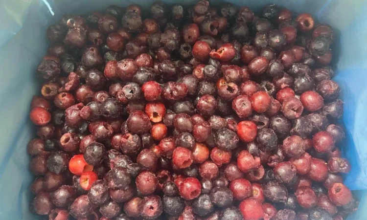 Продам вишню б/к. Свіжоморожена - фото № 2