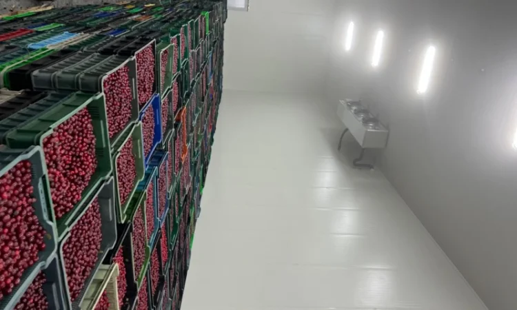 Продам Вишню заморожену - фото № 1