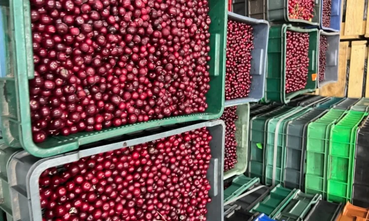 Продам Вишню заморожену - фото № 2