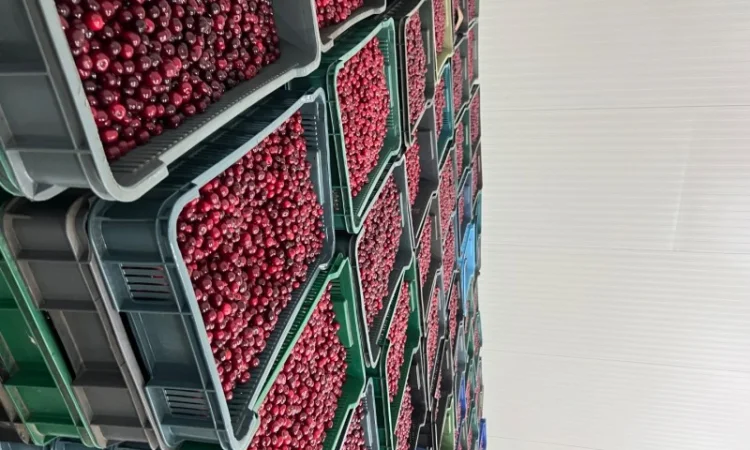 Продам Вишню заморожену - фото № 3