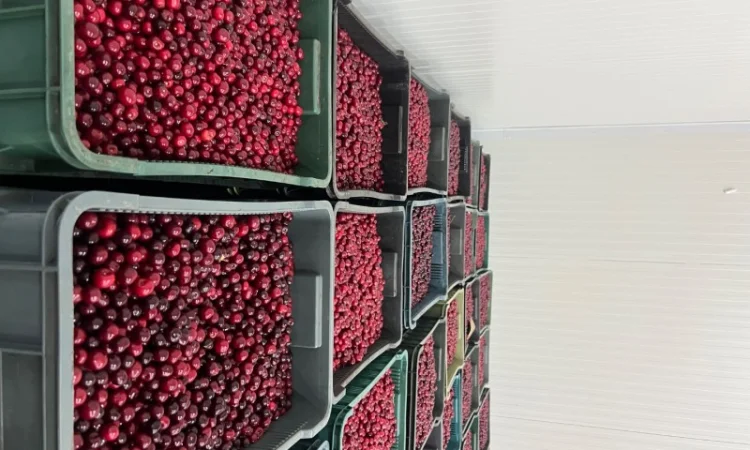 Продам Вишню заморожену - фото № 4