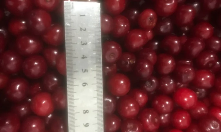 Продам вишню заморожену - фото № 1