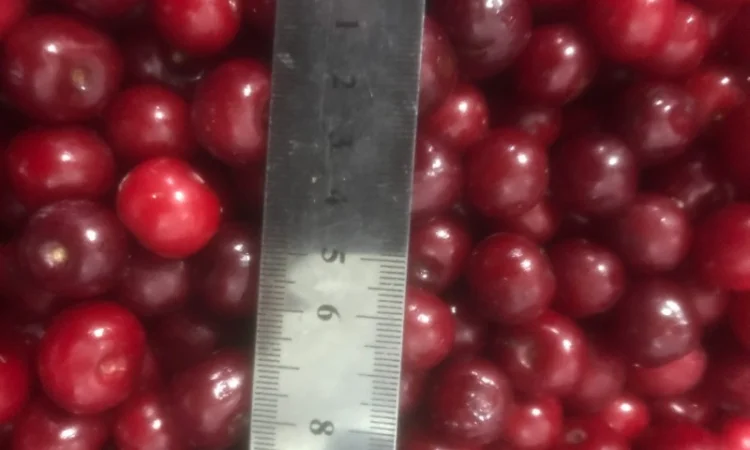 Продам вишню заморожену - фото № 2