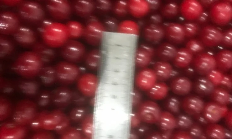 Продам вишню заморожену - фото № 3