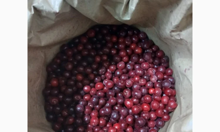 Куплю заморожену вишню з кісточкою - фото № 1