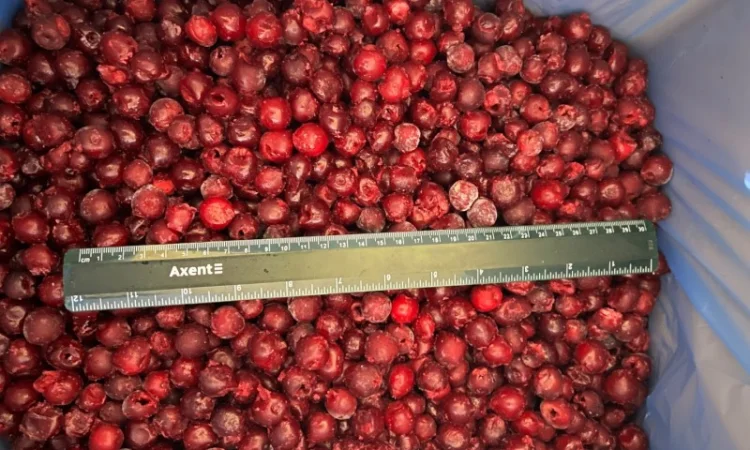 Продам вишню заморожену - фото № 1