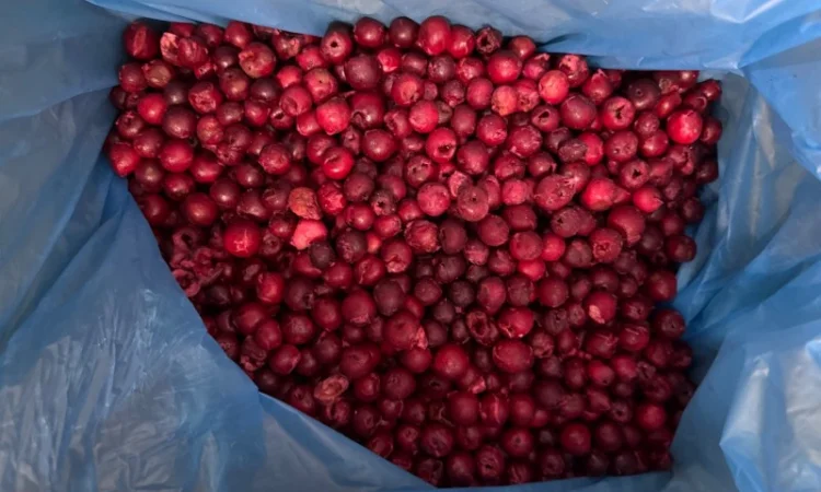 Продам заморожену вишню б/к - фото № 1