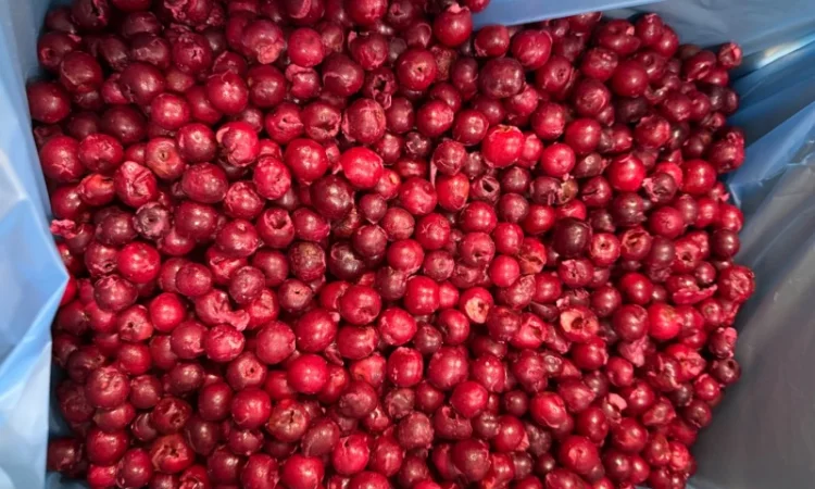 Продам заморожену вишню б/к - фото № 2