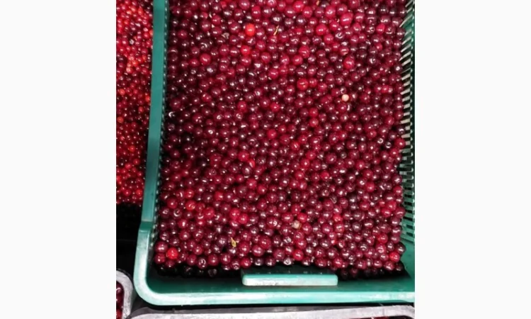 Куплю вишню - фото № 1