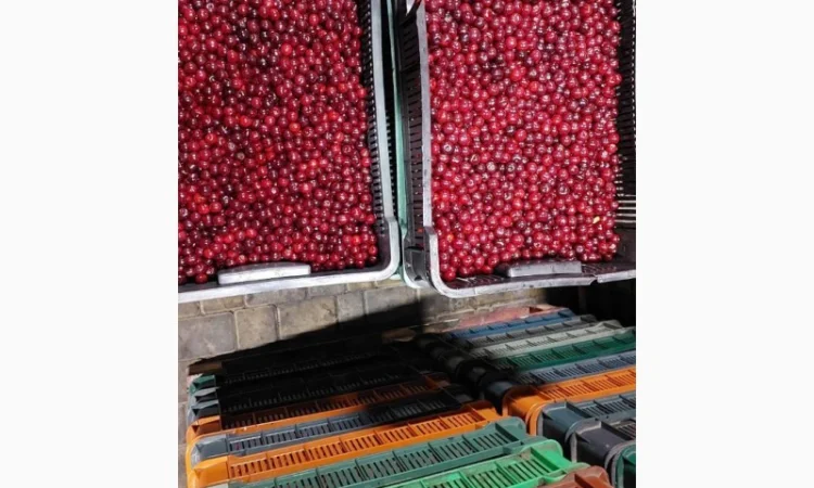 Куплю вишню - фото № 2