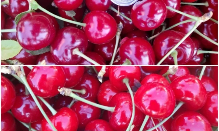 Продам вишню Метеор отличного качества - фото № 1