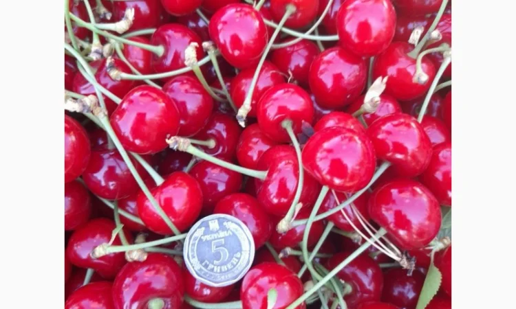 Продам вишню Метеор отличного качества - фото № 2