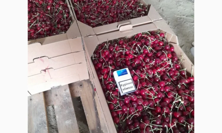 Продам вишню Метеор отличного качества - фото № 3