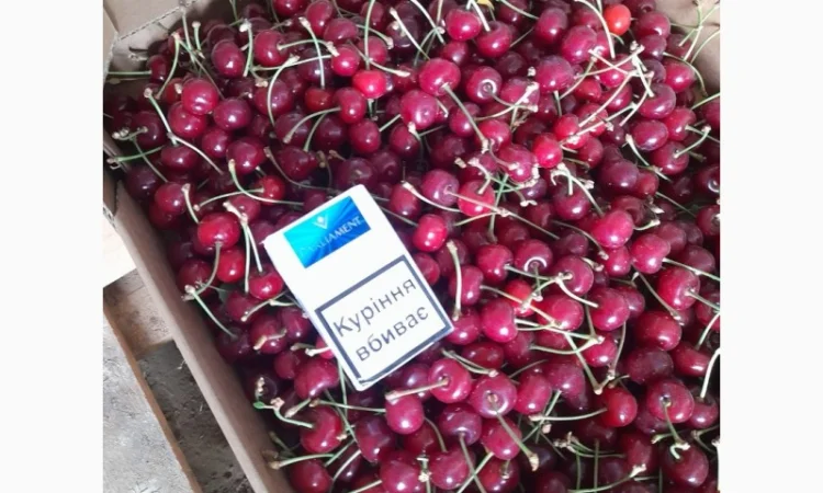 Продам вишню Метеор отличного качества - фото № 4