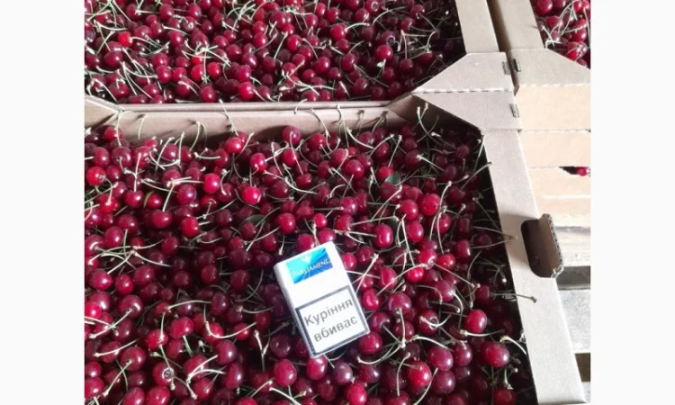 Продам вишню Метеор отличного качества - фото № 5