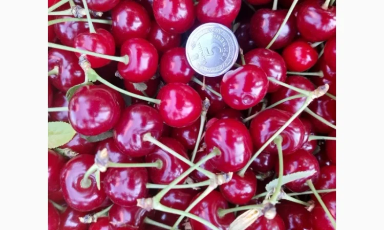 Продам вишню Метеор отличного качества - фото № 6