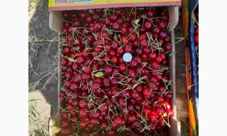 Продам вишню Метеор отличного качества - фото № 7