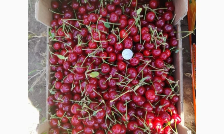 Продам вишню Метеор отличного качества - фото № 8