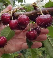 Поставка вишни от населения Киевщина | 2025 | Поставка 20–40 т/день - фото № 1