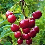 Вишня из сада | Черниговская обл | Урожай 2025 | Сортовая ягода | Опт от 10 т - фото № 1