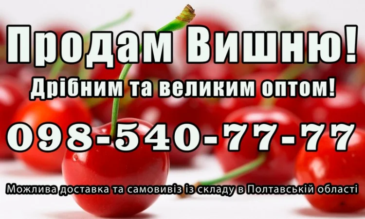 Продаю високоякісну вишню на постійній основі - фото № 1