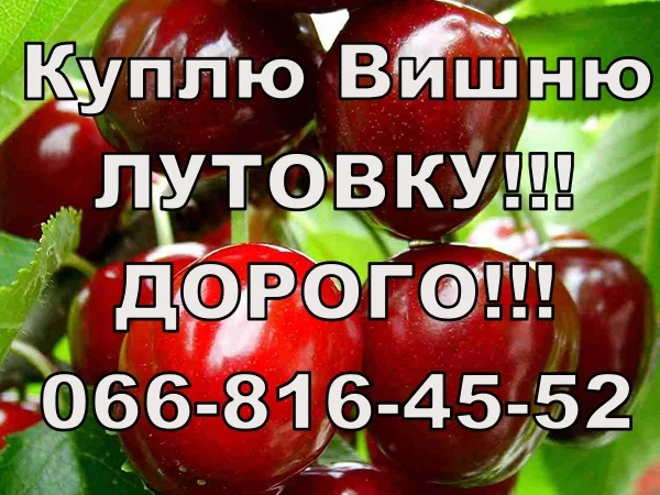 На постійній основі закуповую вишню від населення та оптом - фото № 1