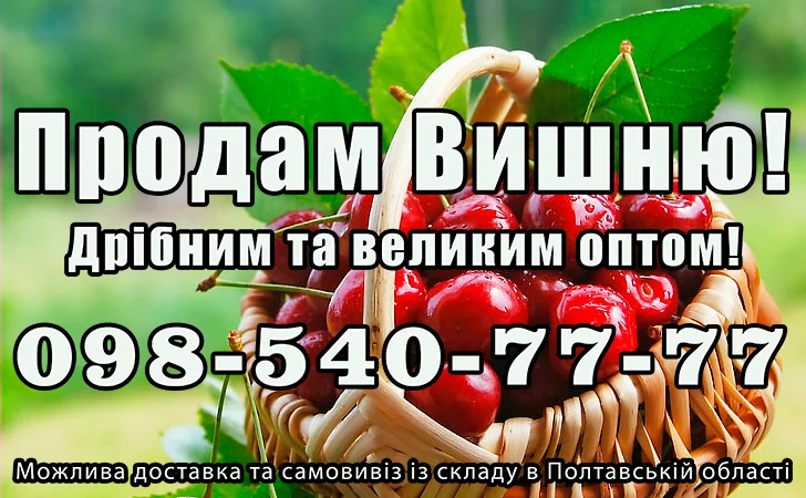 Реализую вишню - фото № 1