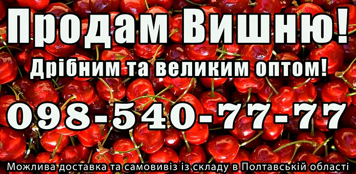 Продам вишню - фото № 1