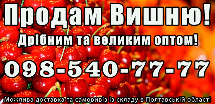 Продаю вишню - фото № 1