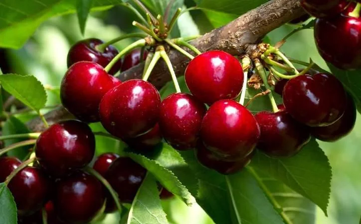 Куплю свежую вишню оптом - фото № 1