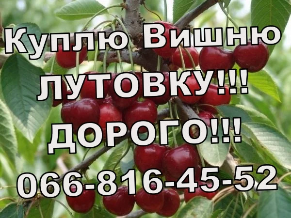 Закуповую вишню оптом!Високі ціни! Великим і дрібним оптом - фото № 1