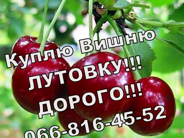 Куплю вишню у будь яких обсягах - фото № 1