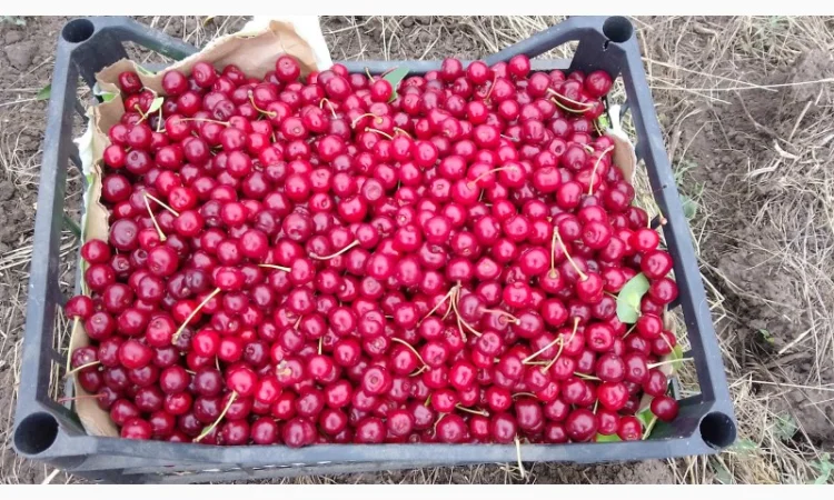 Реализуем вишню садовую. Урожай 2025 - фото № 1